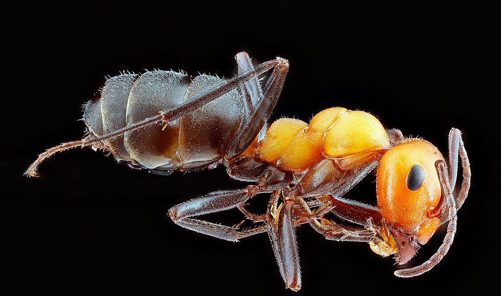 Ant Control service in Harrisonburg, VA