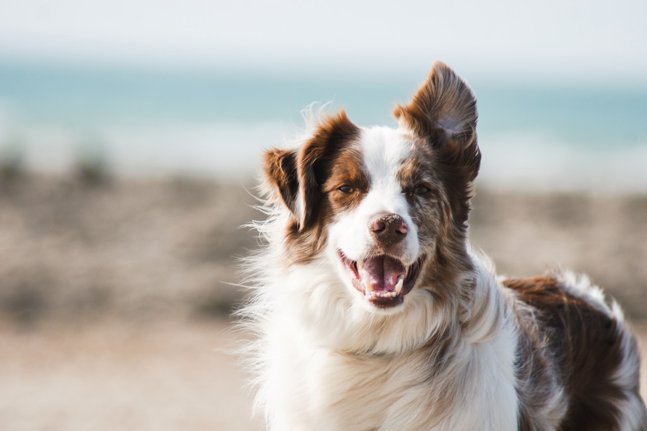 Flea & Tick Control service in Harrisonburg, VA