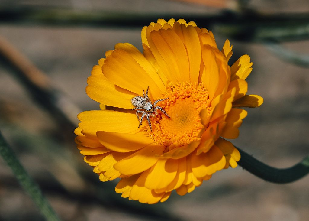 Spider Control service in Harrisonburg, VA
